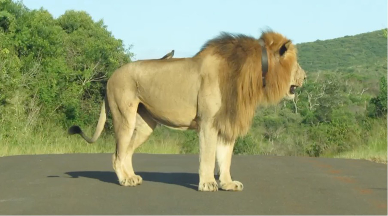 The Lion and Bird